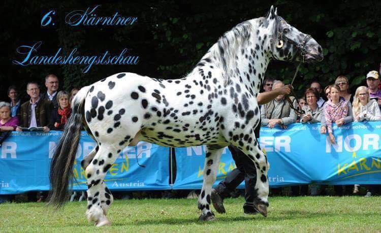 Noriker Stallion, Hoffeldhof Vulkan XVII